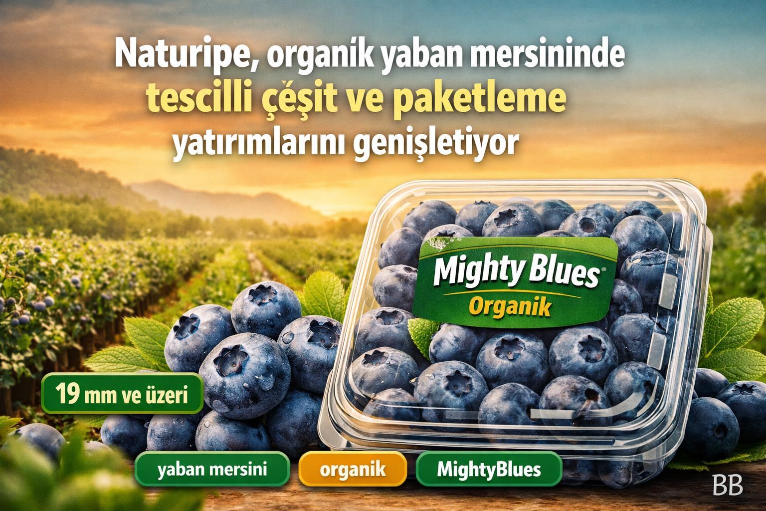 Naturipe, organik yaban mersininde tescilli çeşit ve paketleme yatırımlarını genişletiyor görseli