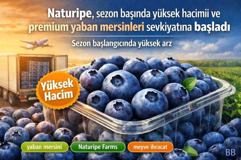Naturipe, sezon başında yüksek hacimli ve premium yaban mersinleri sevkiyatına başladı görseli