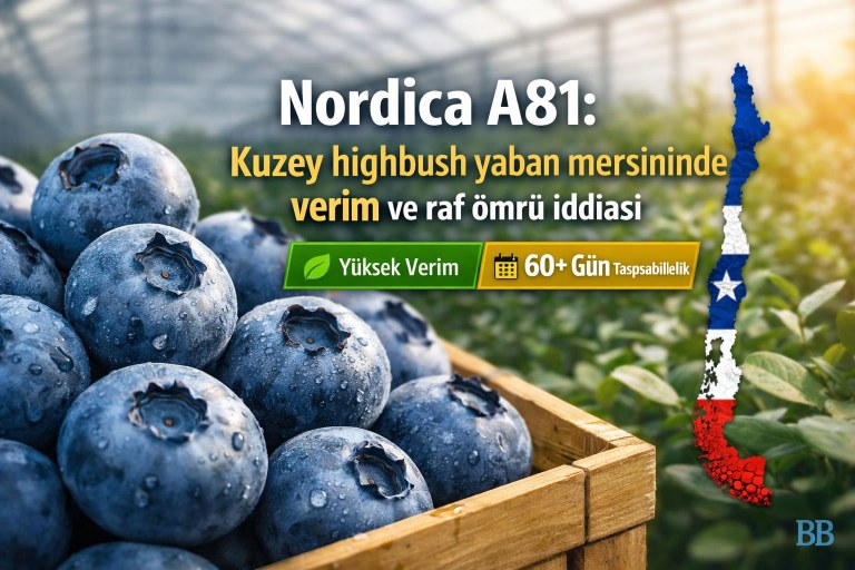 Nordica A81: Kuzey highbush yaban mersininde verim ve raf ömrü iddiası görseli