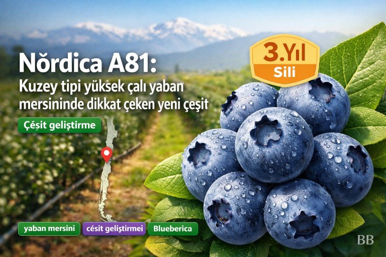 Nórdica A81: Kuzey tipi yüksek çalı yaban mersininde dikkat çeken yeni çeşit görseli
