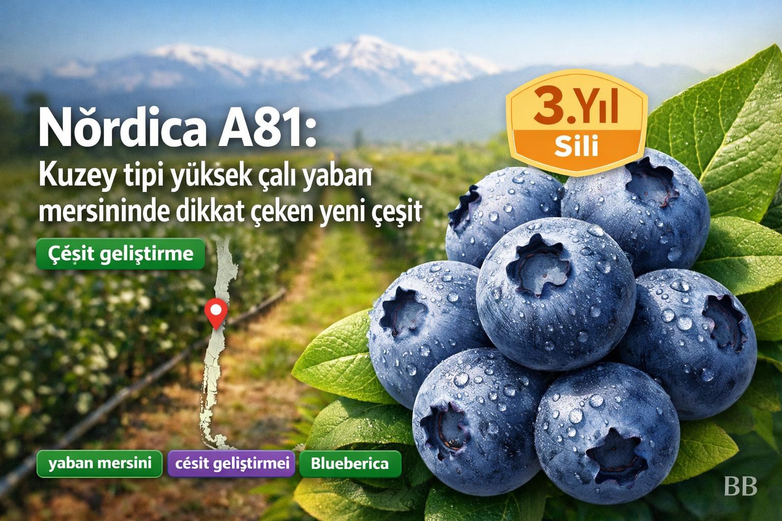Nórdica A81: Kuzey tipi yüksek çalı yaban mersininde dikkat çeken yeni çeşit görseli
