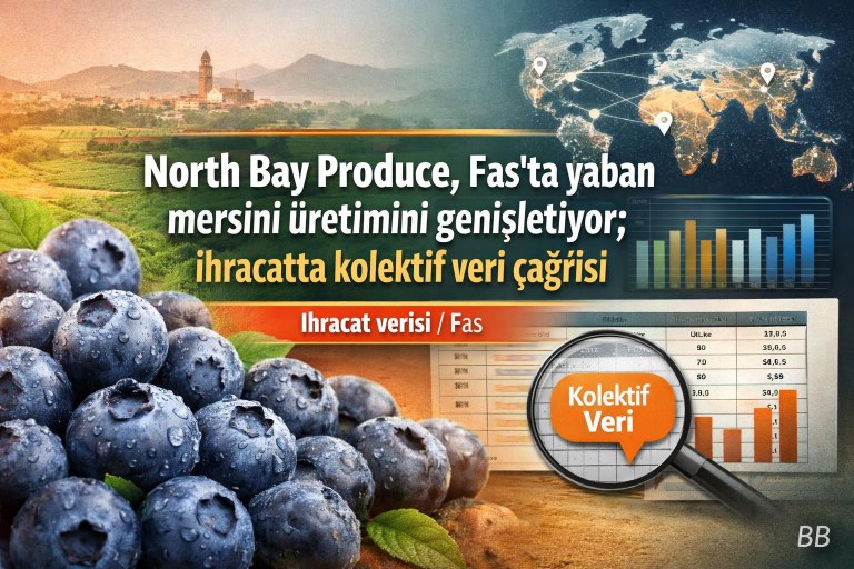 North Bay Produce, Fas'ta yaban mersini üretimini genişletiyor; ihracatta kolektif veri çağrısı görseli