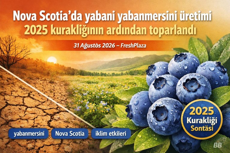 Nova Scotia'da yabani yabanmersini üretimi 2025 kuraklığının ardından toparlandı görseli