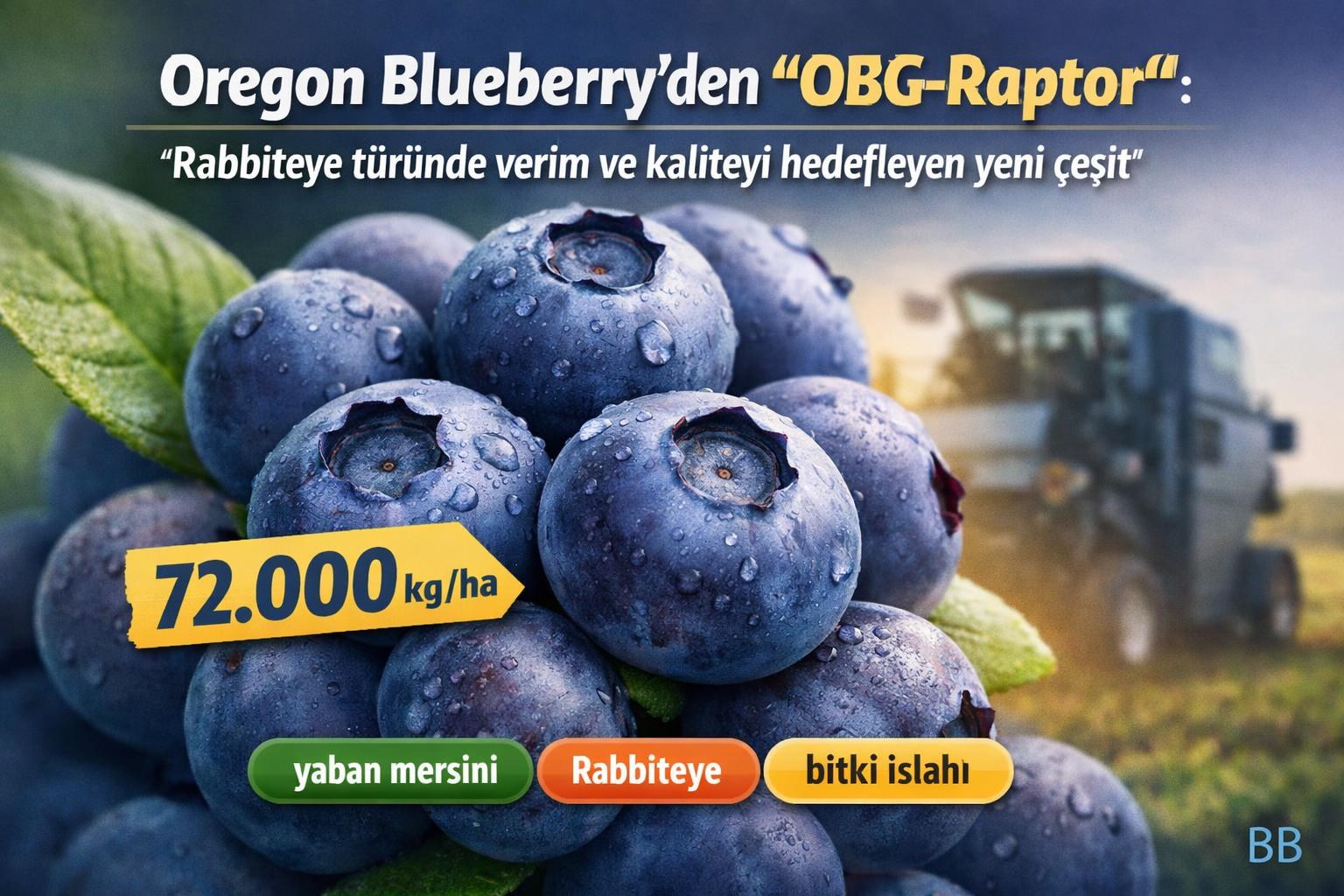 Oregon Blueberry'den 'OBG‑Raptor' : Rabbiteye türünde verim ve kaliteyi hedefleyen yeni çeşit görseli