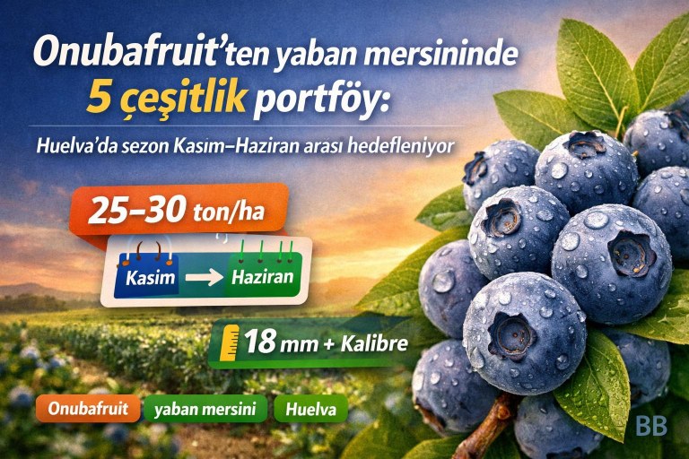 Onubafruit’ten yaban mersininde 5 çeşitlik portföy: Huelva’da sezon Kasım–Haziran arası hedefleniyor görseli