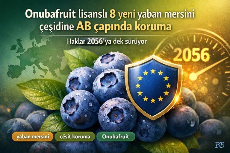Onubafruit lisanslı 8 yeni yaban mersini çeşidine AB çapında koruma — haklar 2056'ya dek sürüyor görseli
