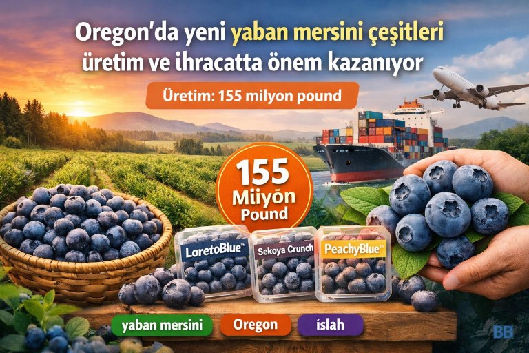 Oregon'da yeni yaban mersini çeşitleri üretim ve ihracatta önem kazanıyor görseli