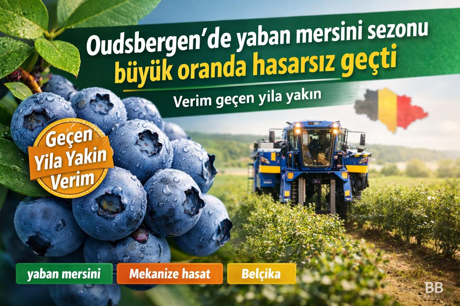 Oudsbergen'de yaban mersini sezonu büyük oranda hasarsız geçti; verim geçen yıla yakın görseli
