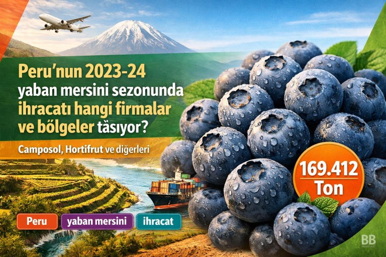 Peru'nun 2023-24 yaban mersini sezonunda ihracatı hangi firmalar ve bölgeler taşıyor? görseli