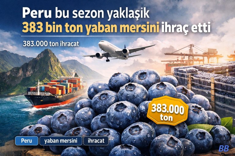 Peru bu sezon yaklaşık 383 bin ton yaban mersini ihraç etti görseli