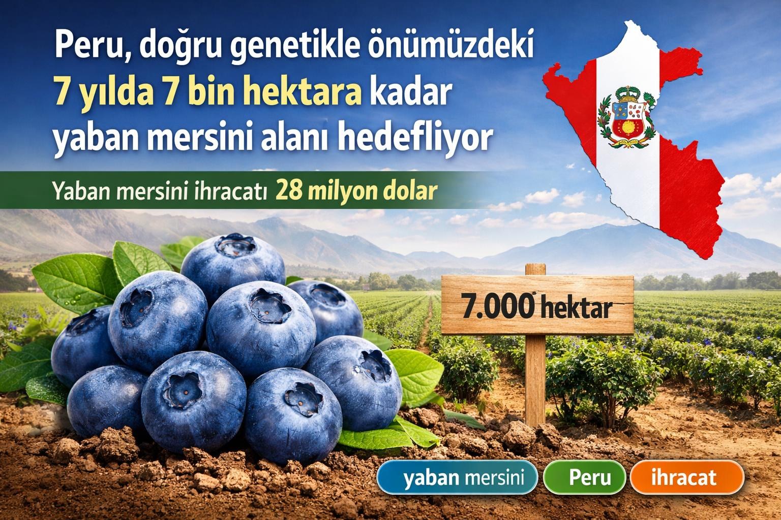 Peru, doğru genetikle önümüzdeki 7 yılda 7 bin hektara kadar yaban mersini alanı hedefliyor görseli