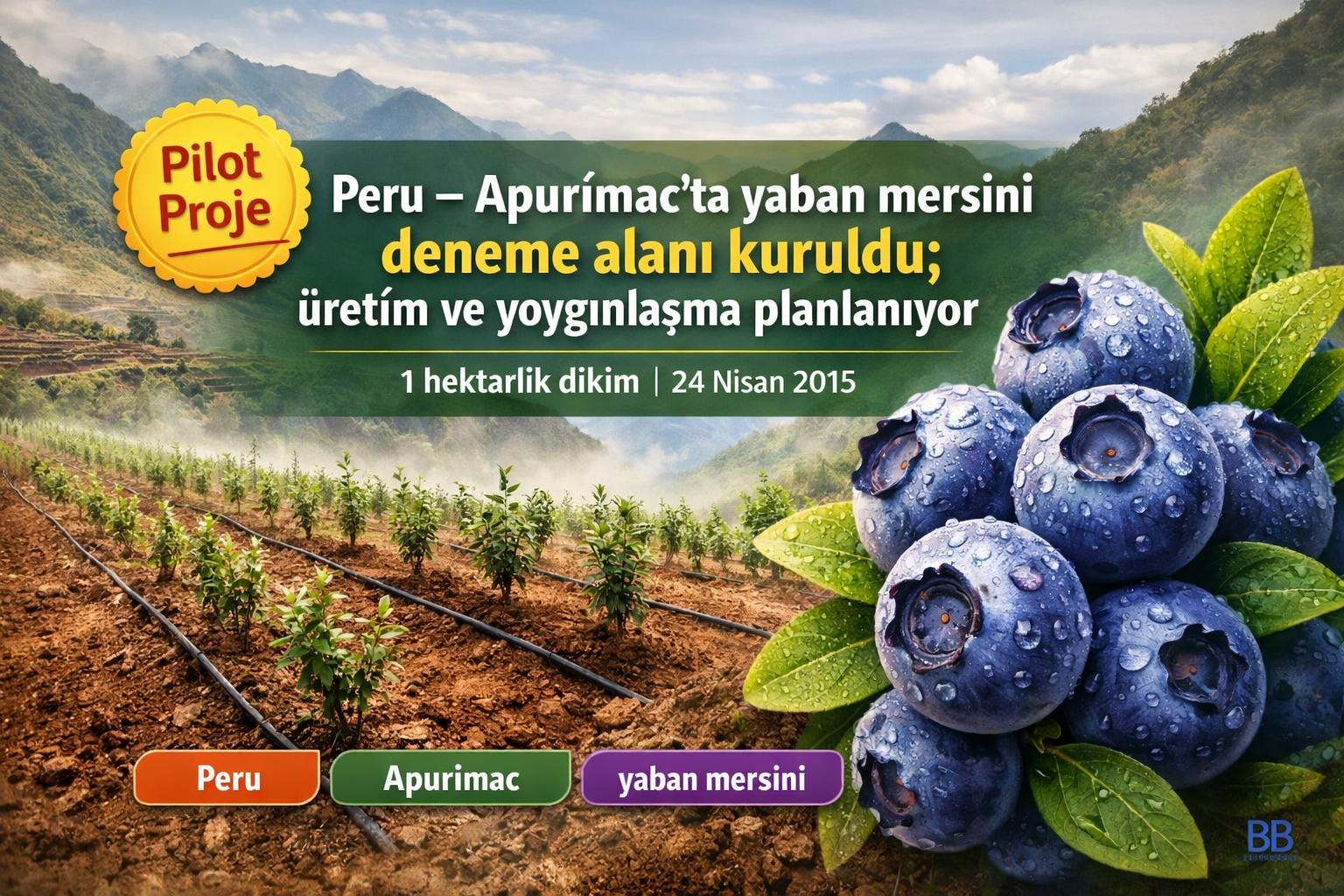 Peru — Apurímac’ta yaban mersini deneme alanı kuruldu; üretim ve yaygınlaşma planlanıyor görseli