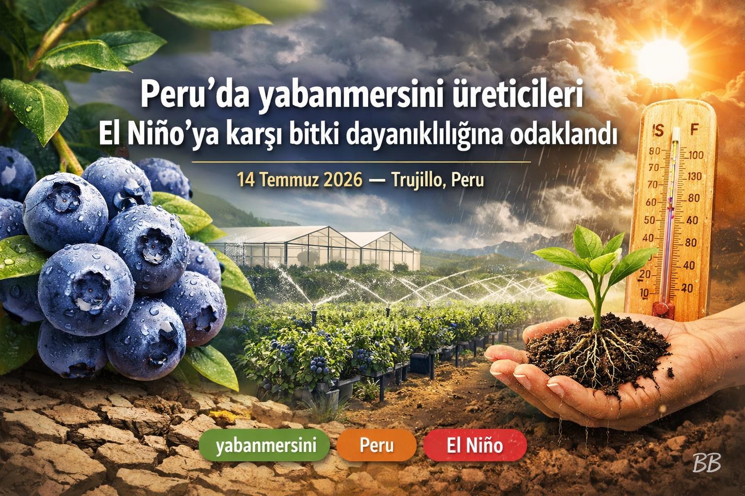 Peru'da yabanmersini üreticileri El Niño'ya karşı bitki dayanıklılığına odaklandı gorseli