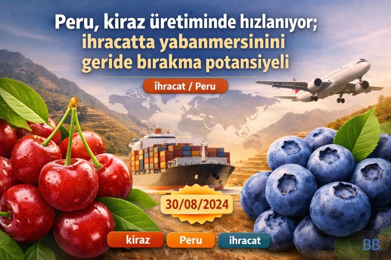 Peru, kiraz üretiminde hızlanıyor; ihracatta yabanmersinini geride bırakma potansiyeli görseli