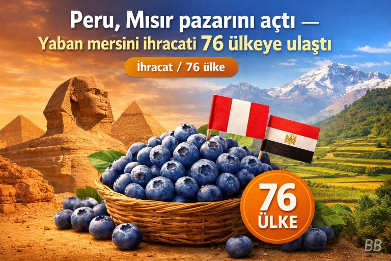 Peru, Mısır pazarını açtı — Yaban mersini ihracatı 76 ülkeye ulaştı görseli