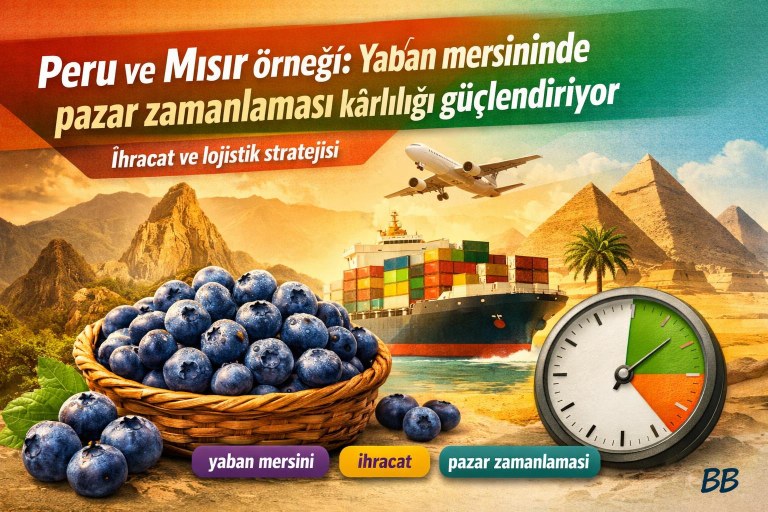 Peru ve Mısır örneği: Yaban mersininde pazar zamanlaması kârlılığı güçlendiriyor görseli