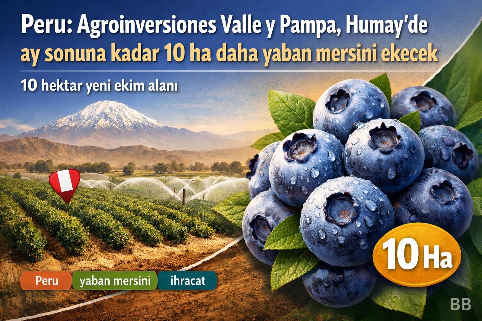 Peru: Agroinversiones Valle y Pampa, Humay'de ay sonuna kadar 10 ha daha yaban mersini ekecek görseli