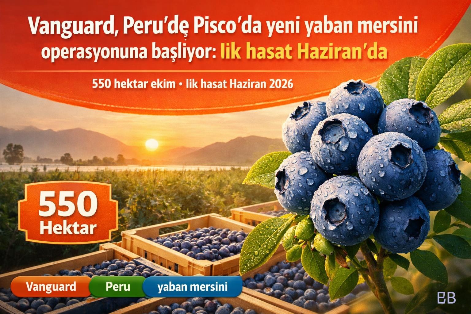 Vanguard, Peru’de Pisco’da yeni yaban mersini operasyonuna başlıyor: İlk hasat Haziran’da görseli