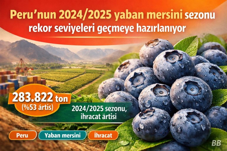 Peru'nun 2024/2025 yaban mersini sezonu rekor seviyeleri geçmeye hazırlanıyor görseli