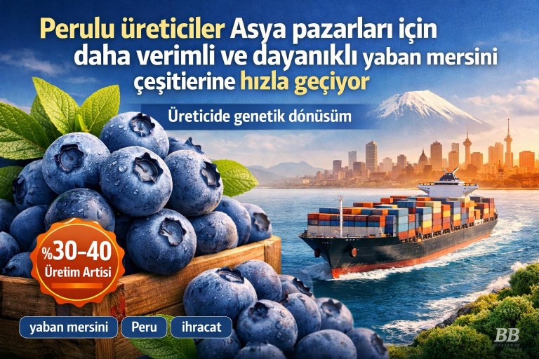 Perulu üreticiler Asya pazarları için daha verimli ve dayanıklı yaban mersini çeşitlerine hızla geçiyor görseli