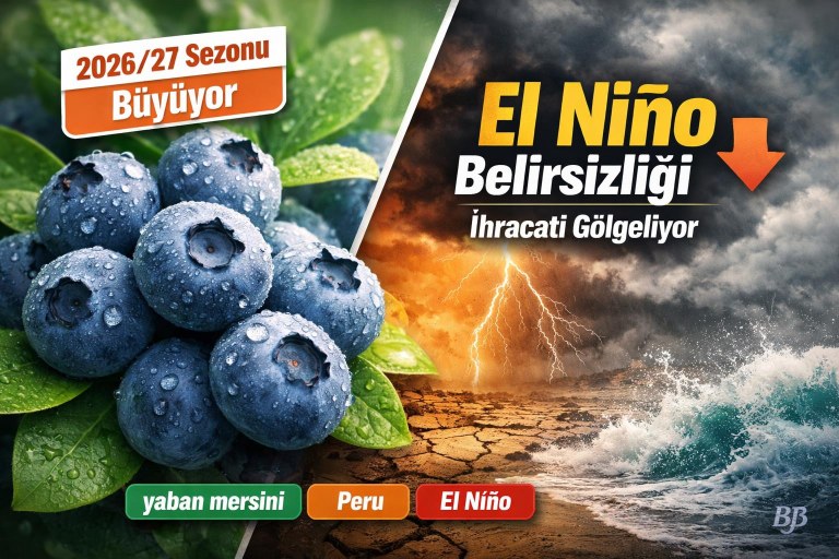 Peru'nun yaban mersini sektöründe 2026/27 sezonu büyüyor; El Niño belirsizliği ihracatı gölgeliyor görseli