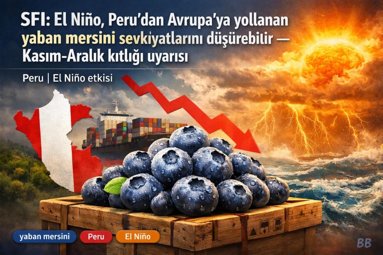 SFI: El Niño, Peru'dan Avrupa'ya yollanan yaban mersini sevkiyatlarını düşürebilir — Kasım-Aralık kıtlığı uyarısı görseli
