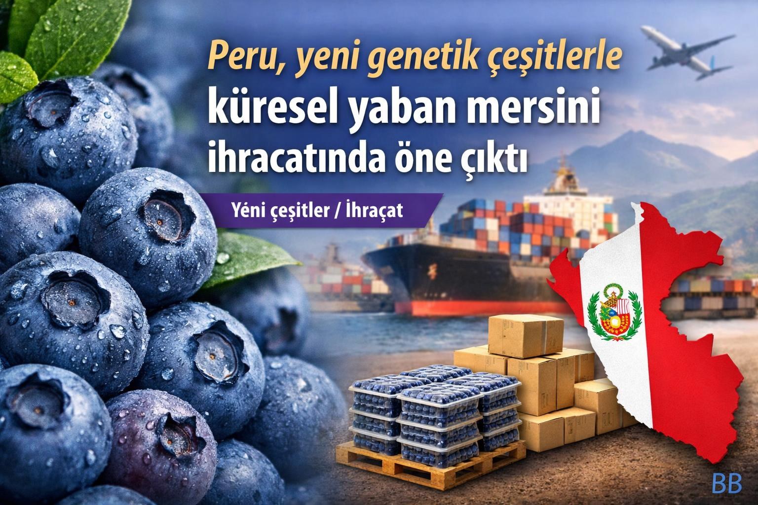 Peru, yeni genetik çeşitlerle küresel yaban mersini ihracatında öne çıktı gorseli