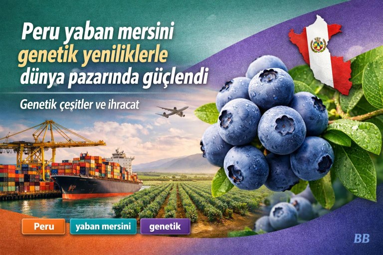 Peru yaban mersini genetik yeniliklerle dünya pazarında güçlendi görseli