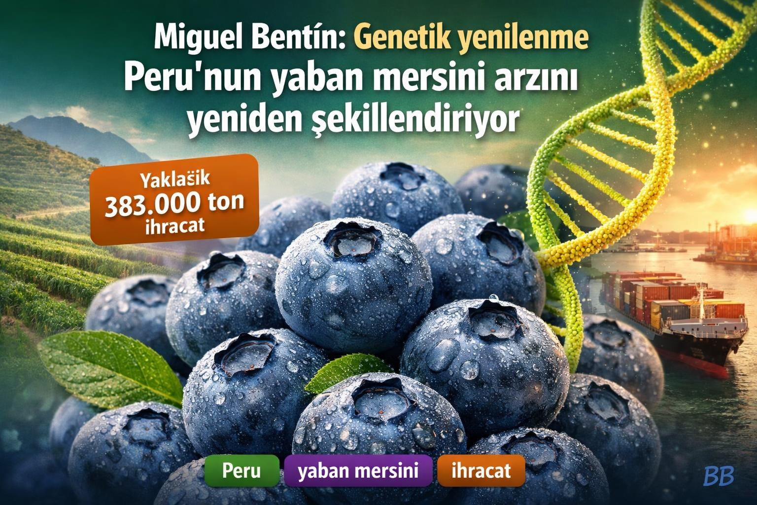 Miguel Bentín: Genetik yenilenme Peru'nun yaban mersini arzını yeniden şekillendiriyor gorseli