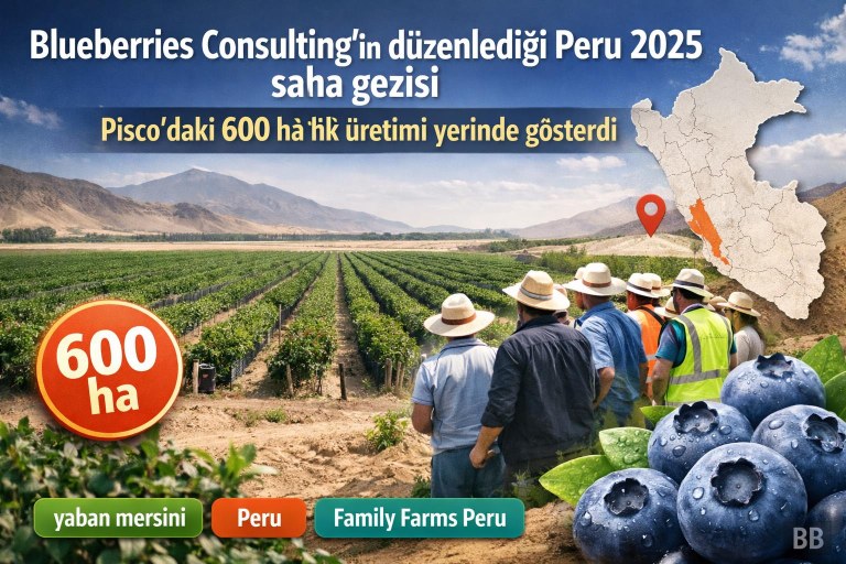 Blueberries Consulting’in düzenlediği Peru 2025 saha gezisi Pisco’daki 600 ha’lık üretimi yerinde gösterdi görseli
