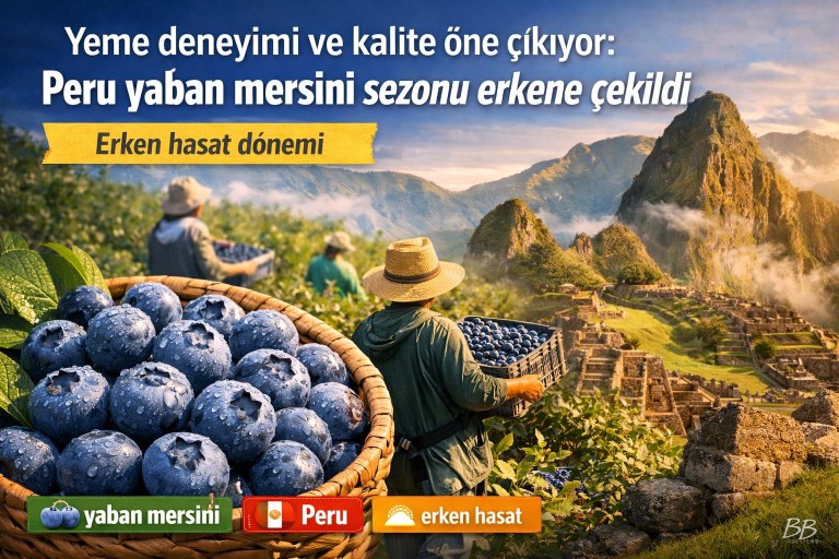 Yeme deneyimi ve kalite öne çıkıyor: Peru yaban mersini sezonu erkene çekildi görseli