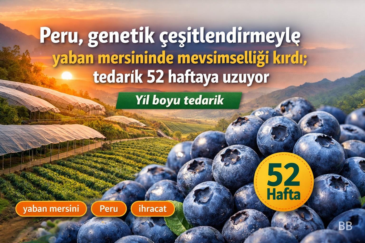 Peru, genetik çeşitlendirmeyle yaban mersininde mevsimselliği kırdı; tedarik 52 haftaya uzuyor gorseli