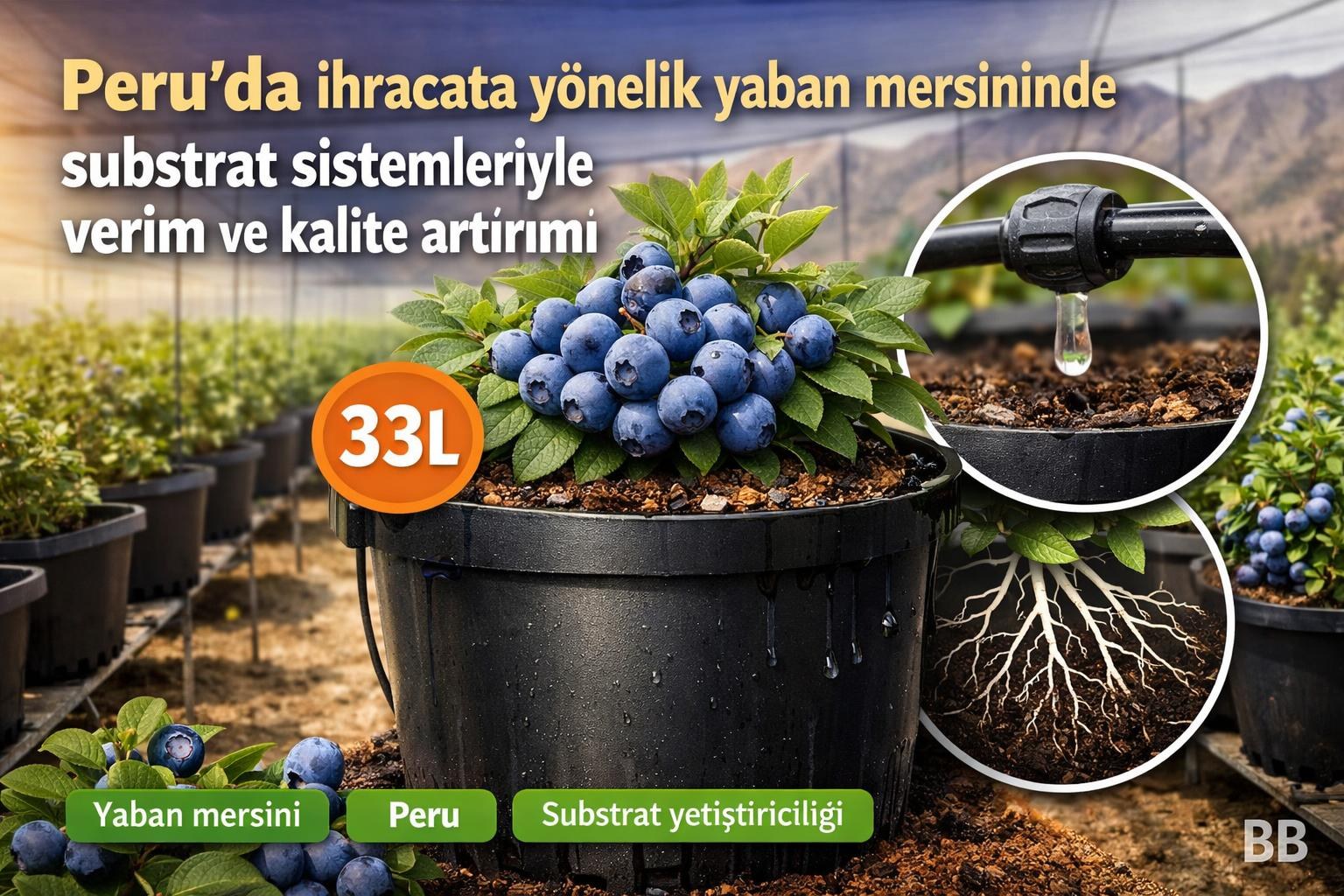 Peru'da ihracata yönelik yaban mersininde substrat sistemleriyle verim ve kalite artırımı görseli