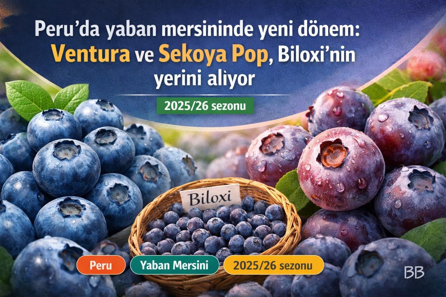 Peru'da yaban mersininde yeni dönem: Ventura ve Sekoya Pop, Biloxi'nin yerini alıyor görseli
