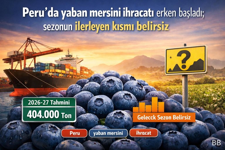 Peru'da yaban mersini ihracatı erken başladı; sezonun ilerleyen kısmı belirsiz görseli