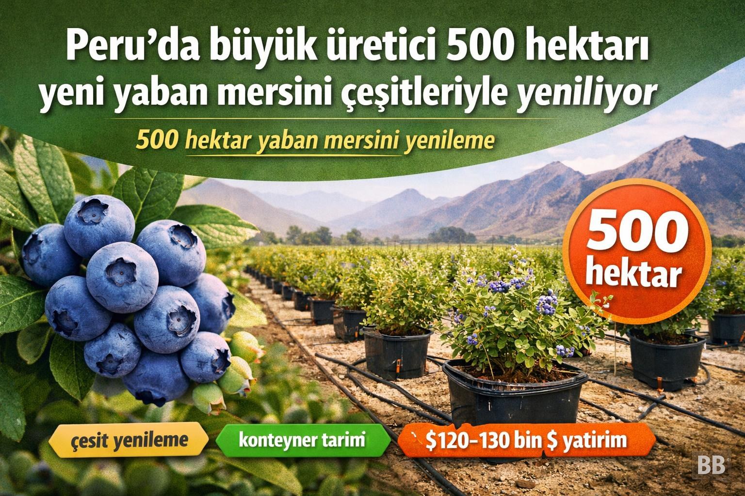 Peru'da büyük üretici 500 hektarı yeni yaban mersini çeşitleriyle yeniliyor gorseli