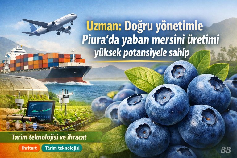 Uzman: Doğru yönetimle Piura'da yaban mersini üretimi yüksek potansiyele sahip görseli