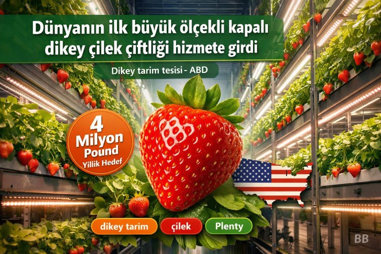 Dünyanın ilk büyük ölçekli kapalı dikey çilek çiftliği hizmete girdi görseli