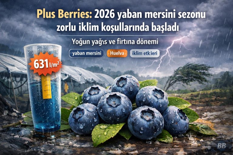 Plus Berries: 2026 yaban mersini sezonu zorlu iklim koşullarında başladı görseli