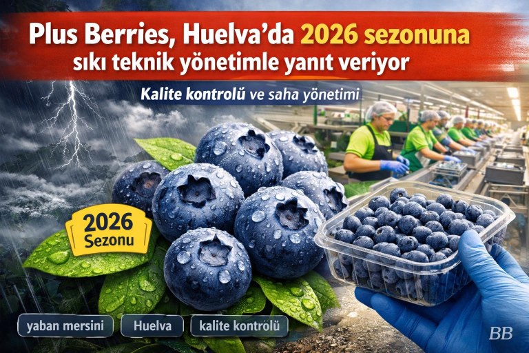 Plus Berries, Huelva'da 2026 sezonuna sıkı teknik yönetimle yanıt veriyor görseli