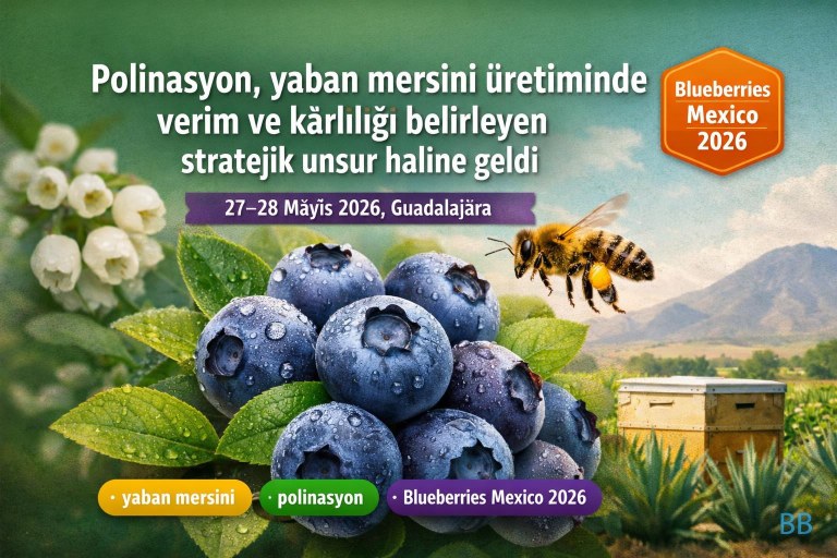 Polinasyon, yaban mersini üretiminde verim ve karlılığı belirleyen stratejik unsur haline geldi görseli