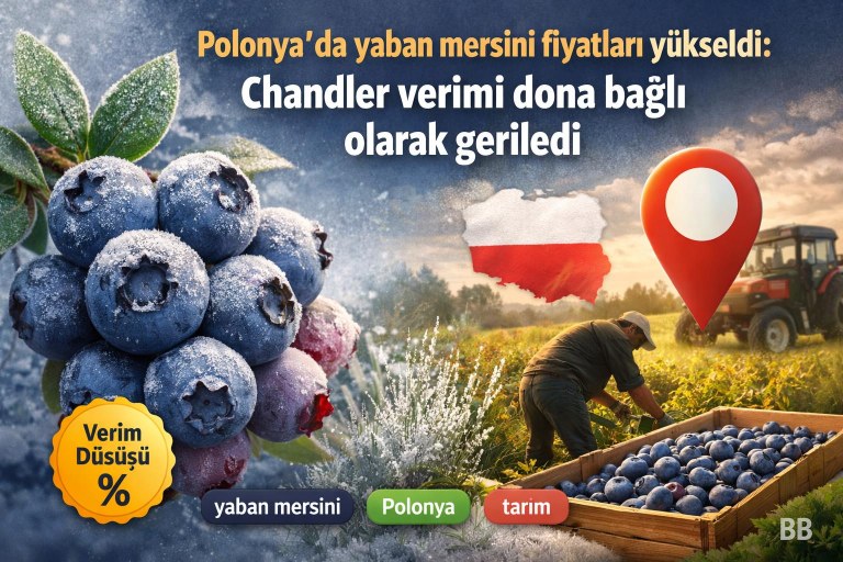 Polonya'da yaban mersini fiyatları yükseldi: Chandler verimi dona bağlı olarak geriledi görseli
