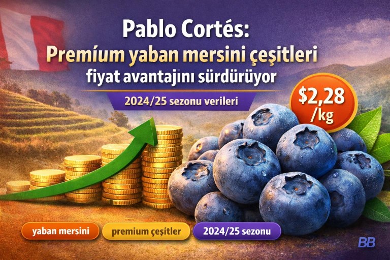 Pablo Cortés: Premium yaban mersini çeşitleri fiyat avantajını sürdürüyor görseli