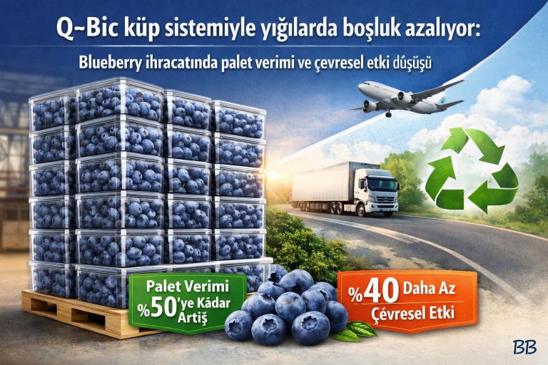 Q‑Bic küp sistemiyle yığılarda boşluk azalıyor: Blueberry ihracatında palet verimi ve çevresel etki düşüşü hedefleniyor görseli