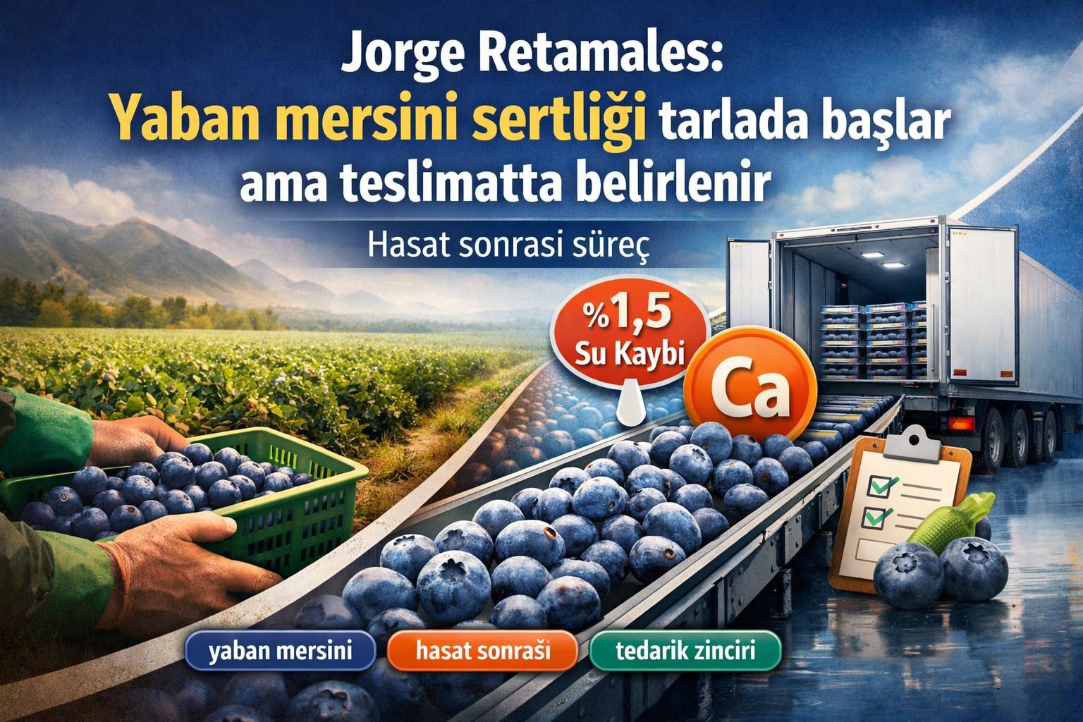 Jorge Retamales: Yaban mersini sertliği tarlada başlar ama teslimatta belirlenir gorseli