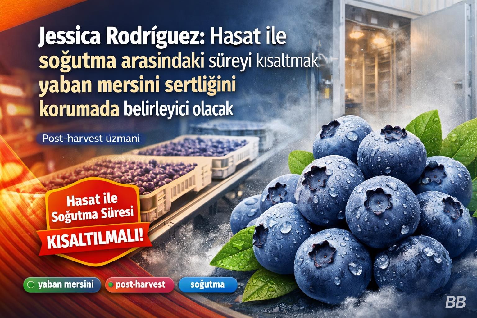 Jessica Rodríguez: Hasat ile soğutma arasındaki süreyi kısaltmak yaban mersini sertliğini korumada belirleyici olacak gorseli