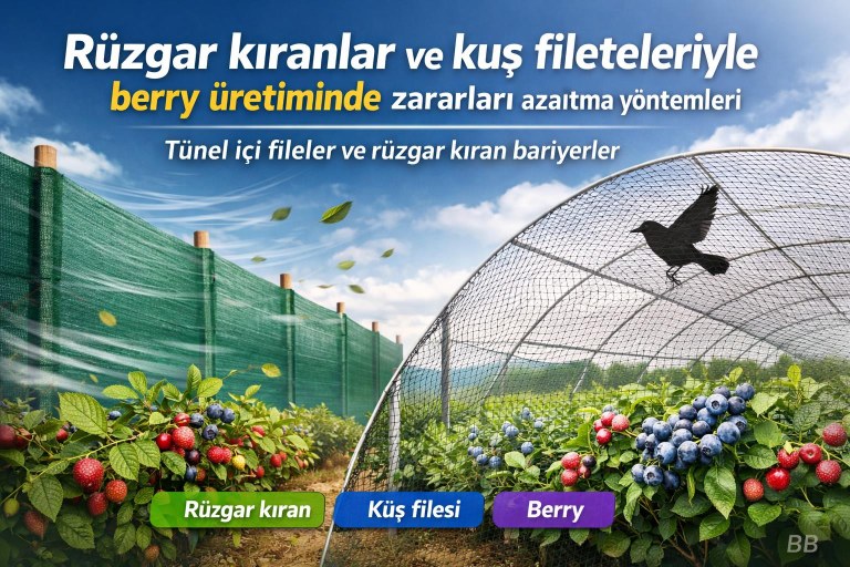 Rüzgar kıranlar ve kuş fileteleriyle berry üretiminde zararları azaltma yöntemleri görseli