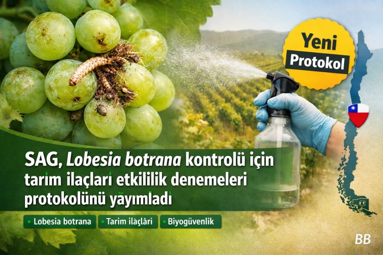 SAG, Lobesia botrana kontrolü için tarım ilaçları etkililik denemeleri protokolünü yayımladı görseli
