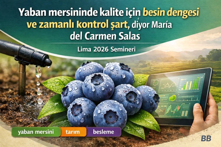 Yaban mersininde kalite için besin dengesi ve zamanlı kontrol şart, diyor María del Carmen Salas görseli