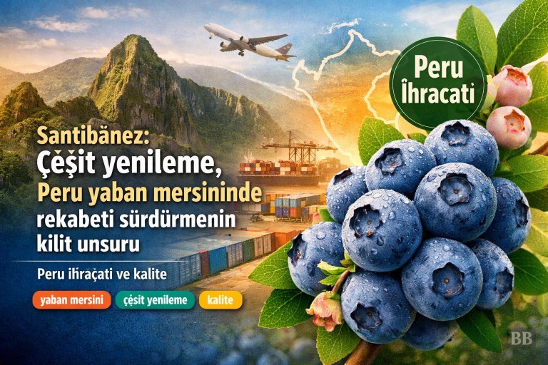 Santibáñez: Çeşit yenileme, Peru yaban mersininde rekabeti sürdürmenin kilit unsuru görseli